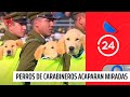 Perros de carabineros acaparan todas las miradas de la Gran Parada Militar 2019 | 24 Horas TVN Chile