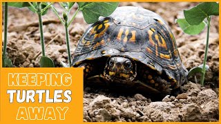How To Keep Turtles Away From Your House??Super Effective Solution