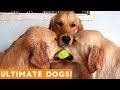 ULTIMATE FUNNIEST DOG  amp  PUPPY Compilation Try Not to Laugh Challenge 2018   Funny Pet Videos