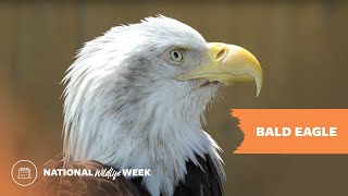 Bald Eagle  National Wildlife Federation