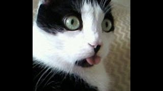Котики против рептилоидов Котики против рептилоидов