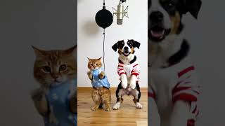 cats n dogs #cat #dog #catsanddogs #dance