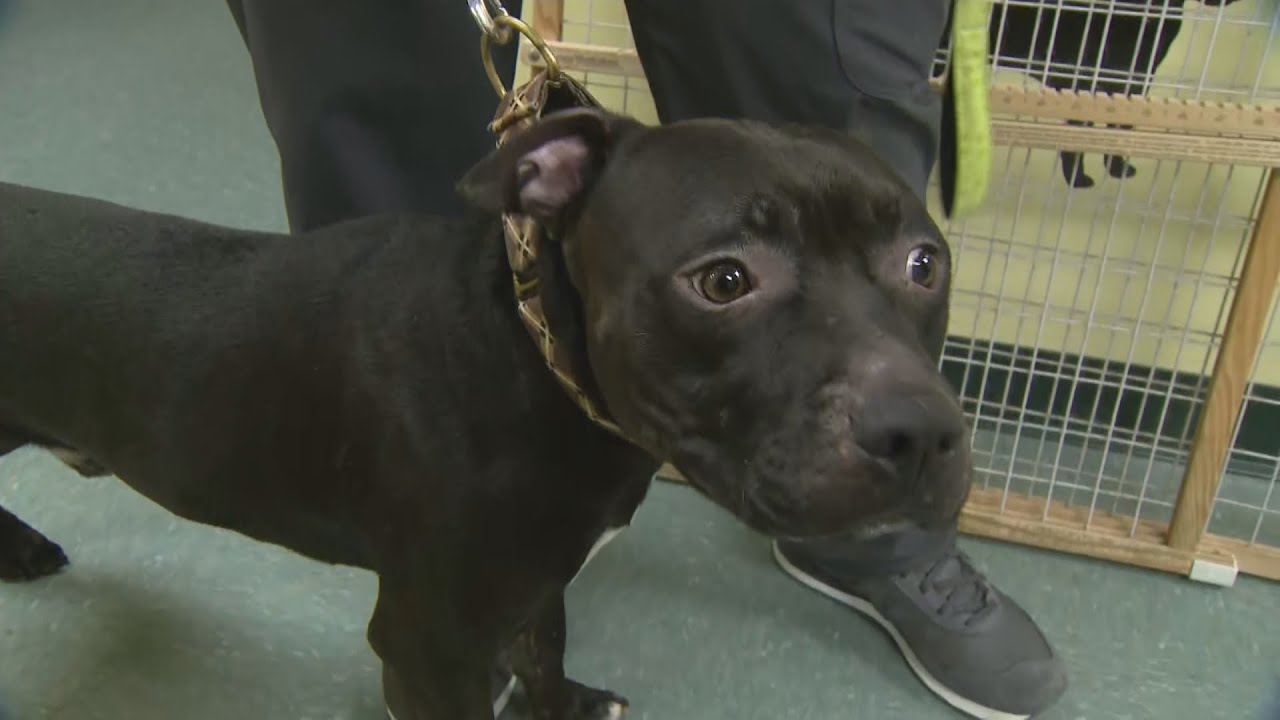 Animal shelter seeks information about three abandoned dogs - YouTube