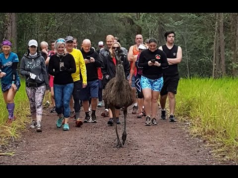 Meet 'Fluffy' - the selfie-loving emu