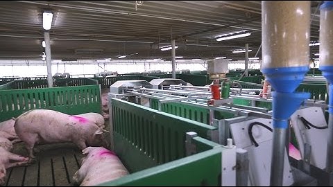 Electronic Sow Feeding
