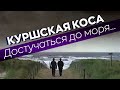 Куршская коса. Достучаться до моря...