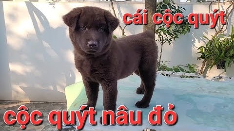 Báo giá em cộc nâu đỏ tuyền màu cái cộc quýt 