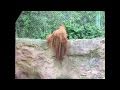 Orangutan with Long Flowing Dreadlocks?