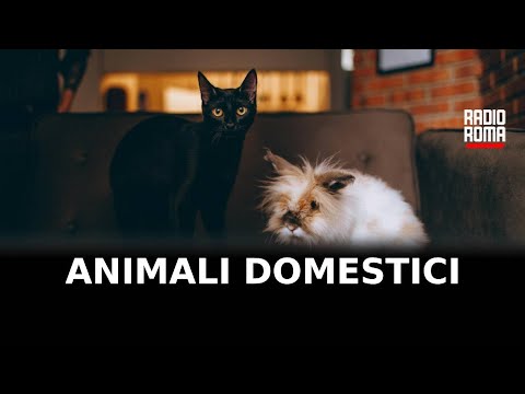 Animali domestici, tra gioie e responsabilità