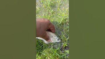 😱Viral Challenge Beautiful Fish Video #facts #latest #space #new #trending #viral #viralvideo #yt