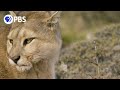 Female puma snubs male