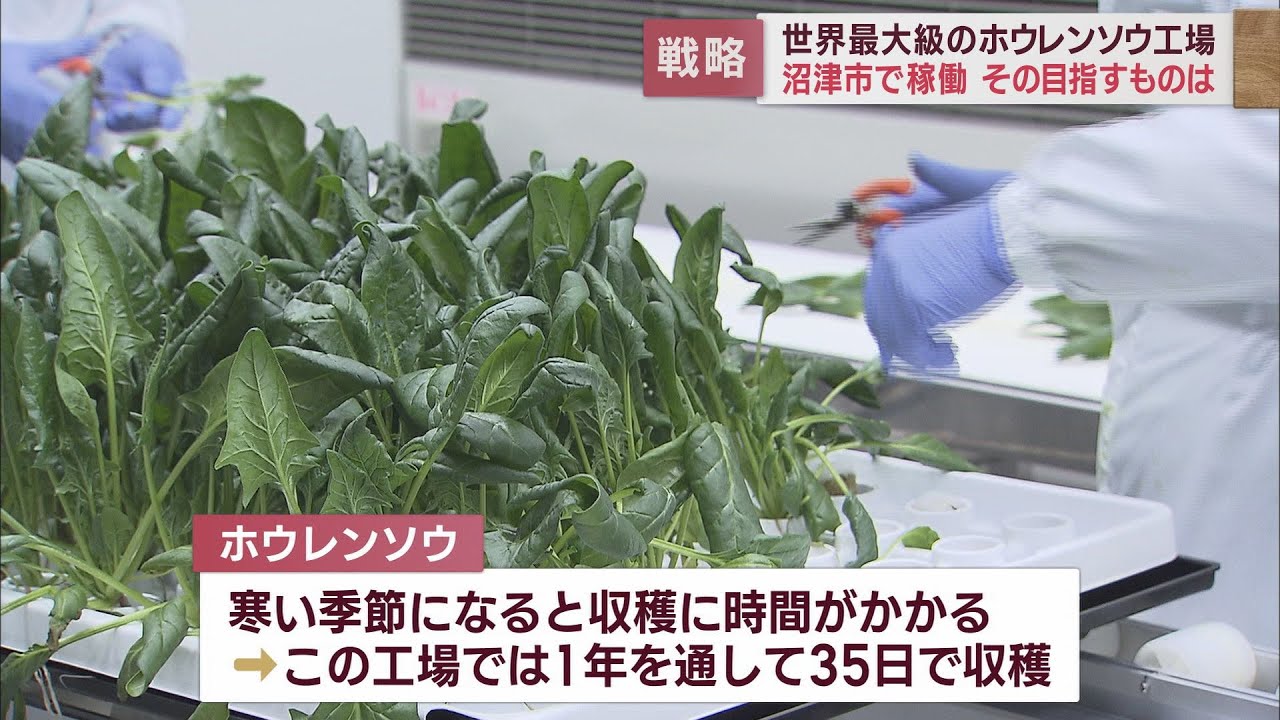 年間通じて３５日で収穫…大規模なホウレンソウ工場　なぜ静岡・沼津市に…その戦略とは