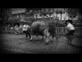 Vdeo electoral del partido animalista pacma euskadi 2012