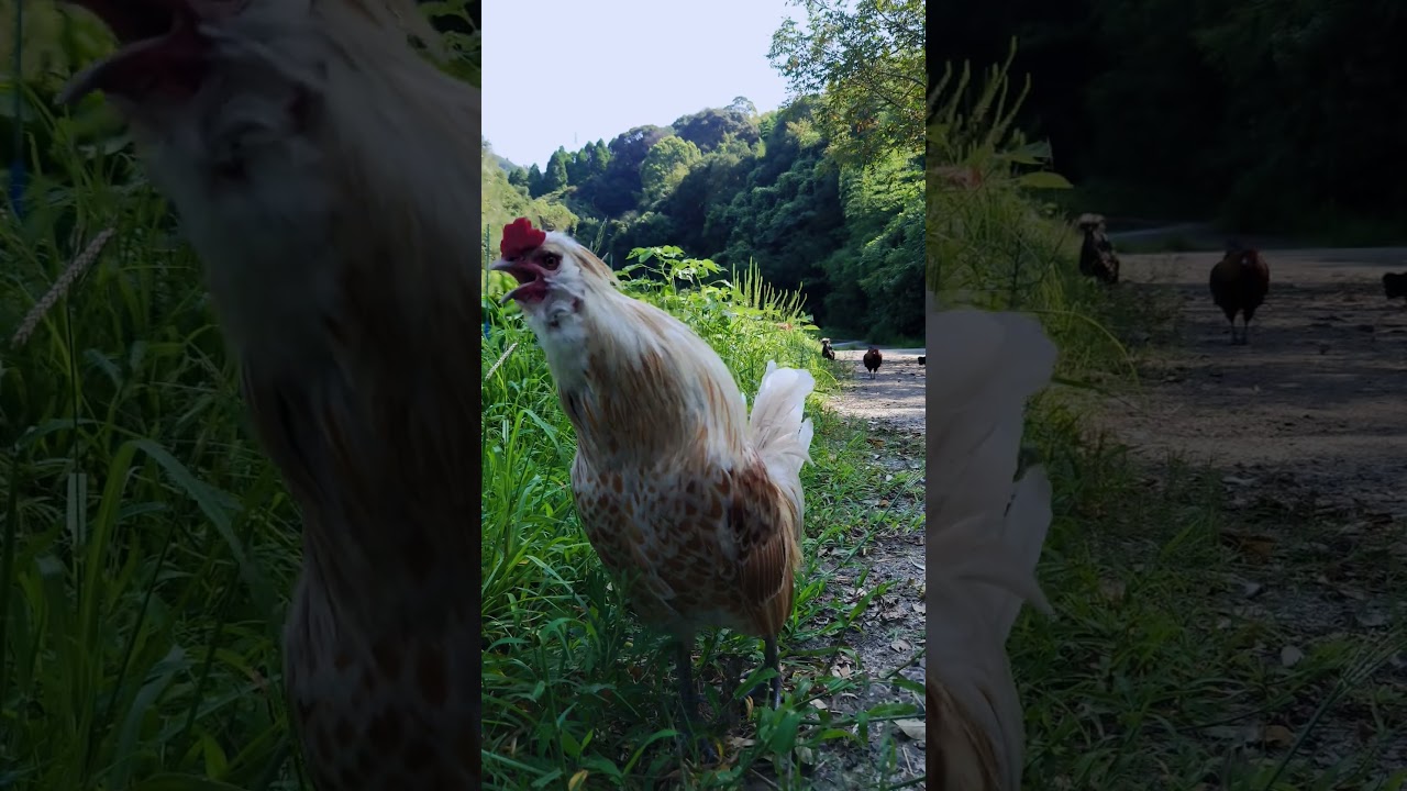 コケコッコー集#こけこっこー#雄鶏 - YouTube