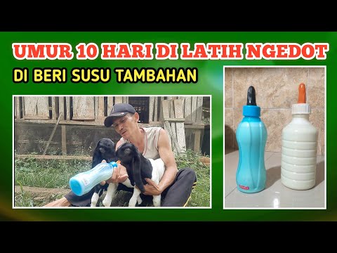 Video: Bagaimana cara menyapih kambing yang diberi susu botol?