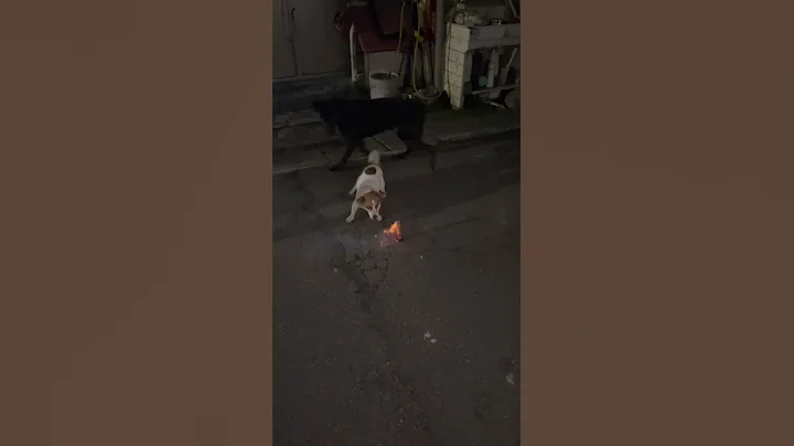 他叫小不点！ 吓死，放鞭炮冲过去咬进家里🤣 他居然会咬鞭炮🧨 - 天天要闻