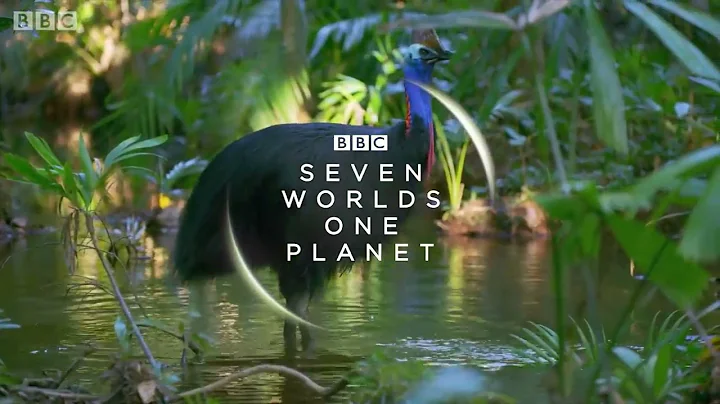 Filming The World's Deadliest Bird | Wild Stories | BBC Earth