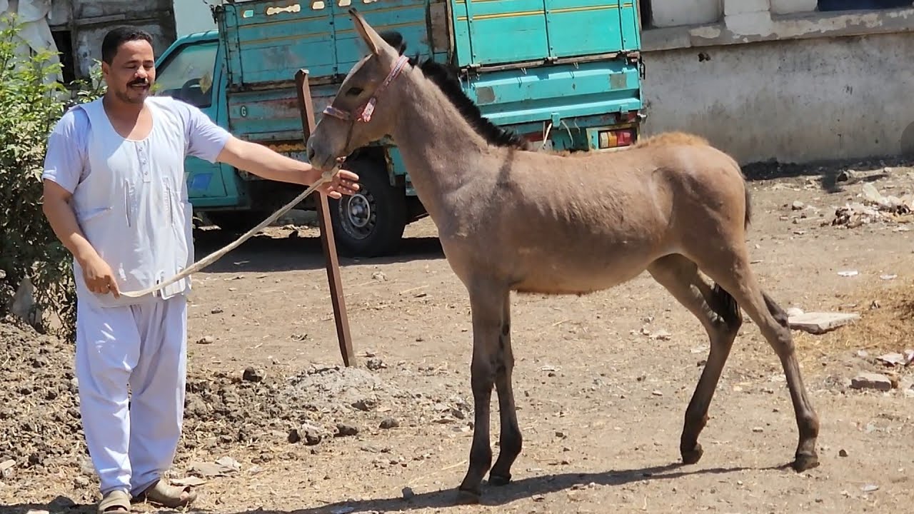 اسعار البغال في مصر سوق المواشي في مصر بغلة جميلةجدا وجذابة - YouTube
