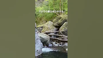 渓流釣りで見てはいけないものを見てしまう Shorts 
