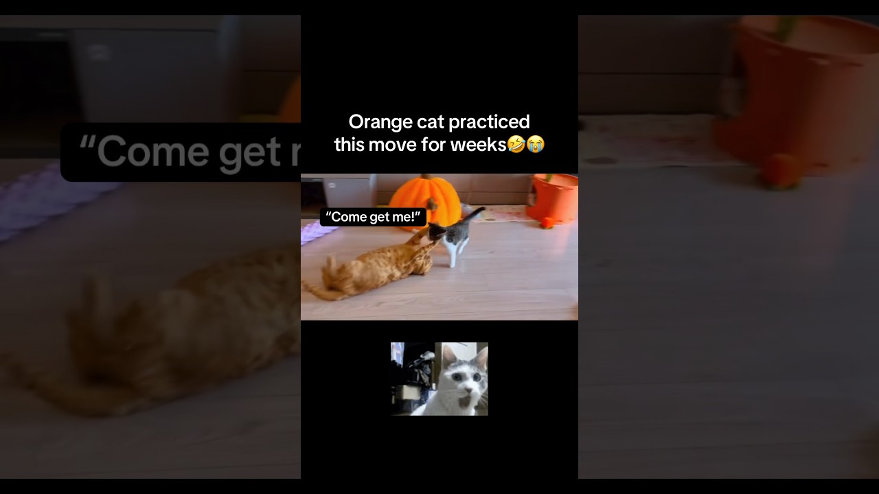 New move😮 #fyp #viral #animals #cat #cats #catvideos #funny #aww #pets #fypシ #shorts #ytshorts #yt