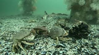 Washington State Dungeness Crab diving