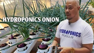 Onion in Hydroponics? how to plant it? Don't buy expensive onion, just plant