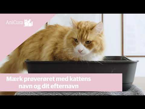 Video: Sådan Tages En Urinprøve Fra En Kat