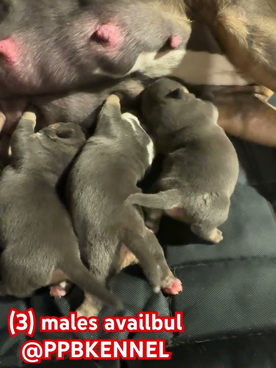 All tri males (2)chocolate (1)Blue pick your flavor #pocketbully #americanbully #furbabies #abkc