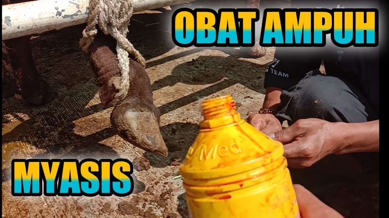 CARA MENGOBATI PENYAKIT MYASIS DI KUKU SAPI
