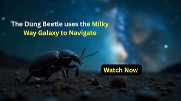 Why Dung Beetles Use the Milky Way to Navigate  | Interesting Facts