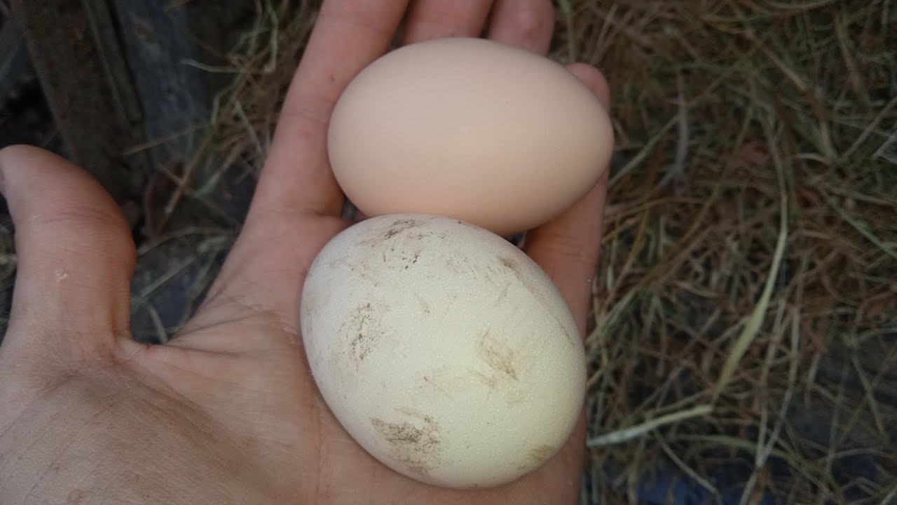 🌷 Зі святом 8 Березня! Будні господарства 🌷