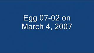 Incubation and Development of the West End Bald Eagle Eggs, 2007 by Institute for Wildlife Studies 679 views 1 year ago 2 minutes, 59 seconds