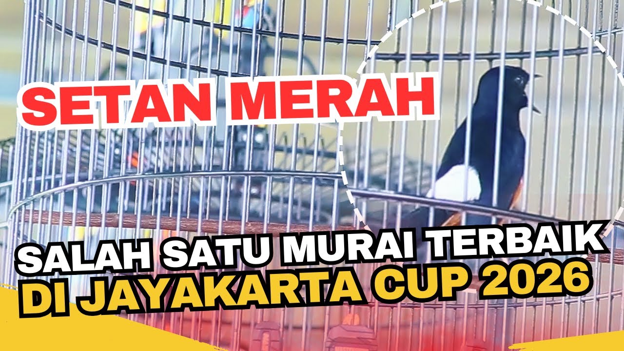 SALAH SATU MURAI TERBAIK DI JAYAKARTA CUP 2026 !! MB SETAN MERAH - Mr Cillo Alona BF