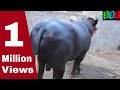 KOHINOOR - Niliravi Champion Bull .Owner - Buta Singh . Famous Nili Ravi breeder  Dis.-Moga(Punjab).
