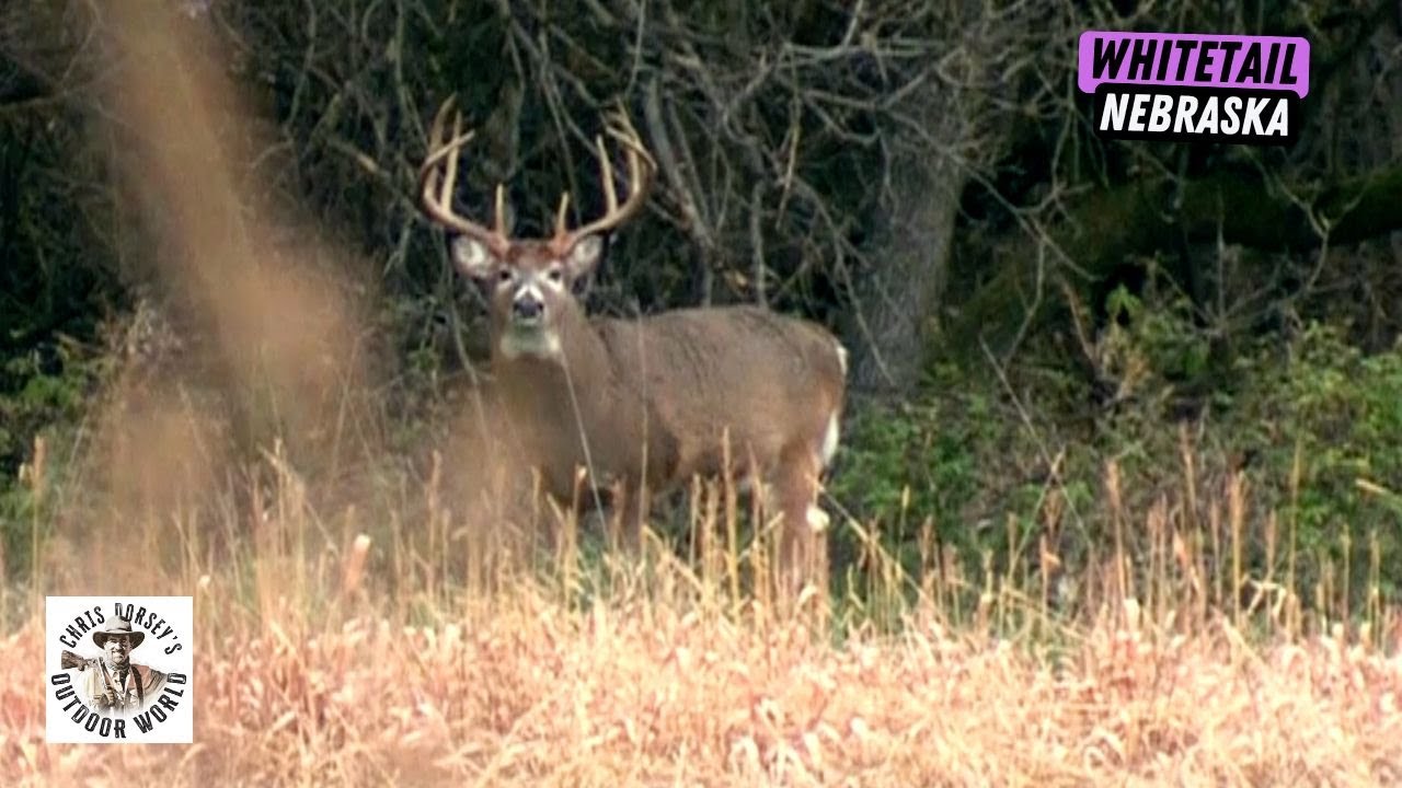 Rattling in a Giant Nebraska Whitetail YouTube