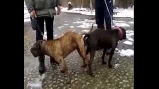 Snooty Bgs Haniball X Black Mamba 05 & 07 02 2014