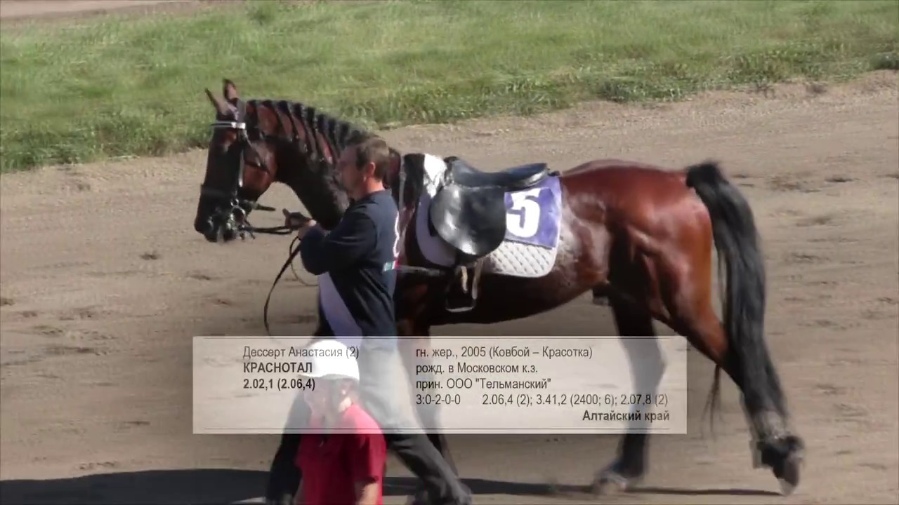 Рысь под седлом. Для лошадей орловской породы. БСК 4 этап. Барнаульский ипподром 2017