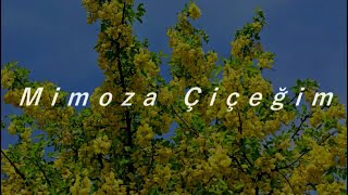 Volkan Konak - Mimoza Çiçeğim ♥ (Sözleri) Resimi