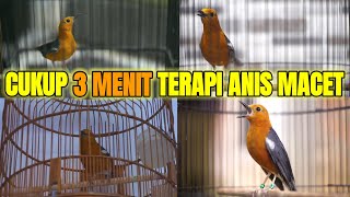 CUKUP 3 MENIT BUAT PANCINGAN ANIS MERAH MACET BISU STRES AMPUH LANGSUNG NYAUT