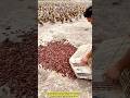 Thousands of Ducks Swarm for a Crawfish Feast!