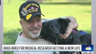 WNBC 4 Highlights Paws of War's Recent Rescue of 10 Beagles from Wisconsin Research Facility