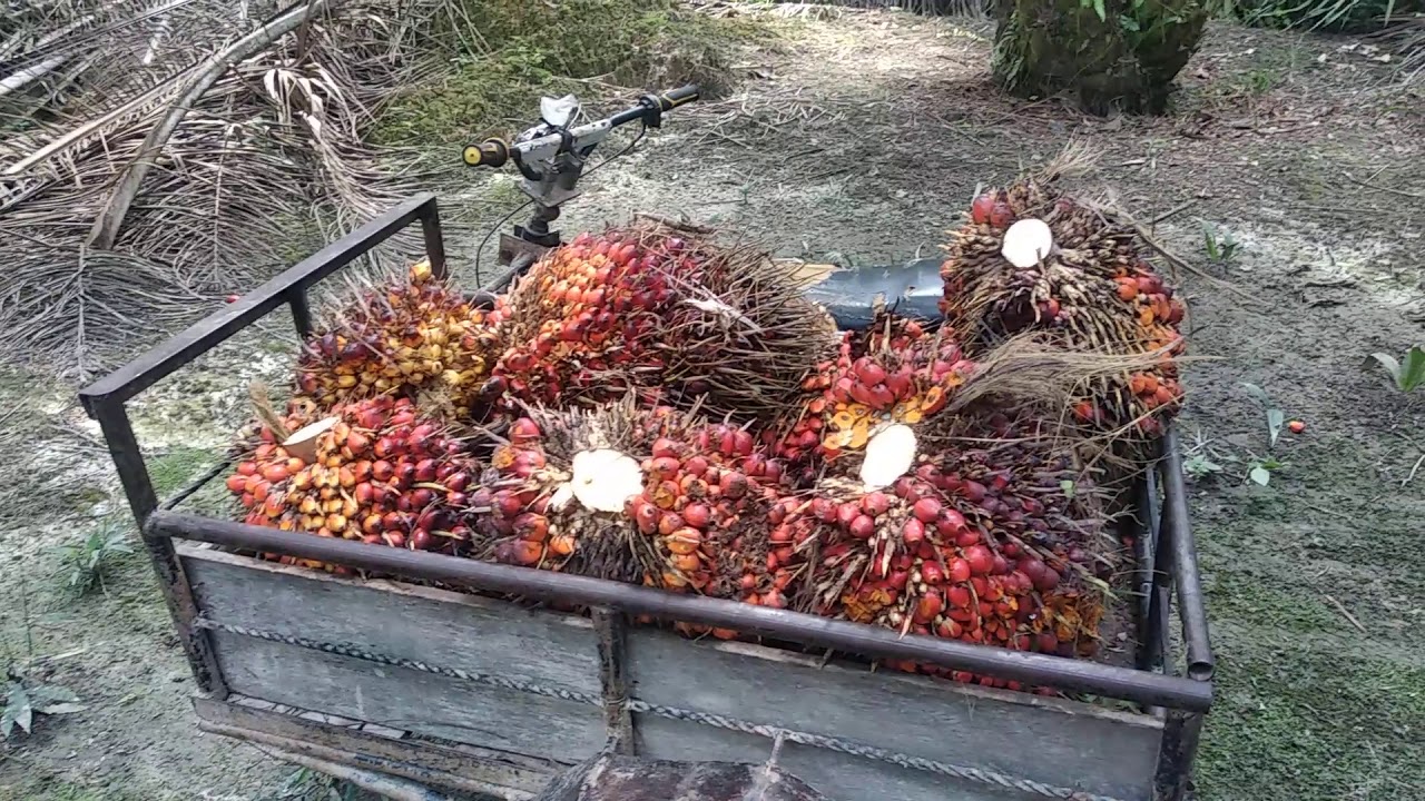 Panen sawit dengan becak