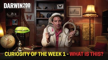 Curiosity of the Week 1 – What is this? (Segment from World