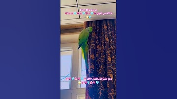 تلاوه خاشعه من الذكر الحكيم #اكسبلور #cutebird #cuteparrot #foryou #birds #طيور