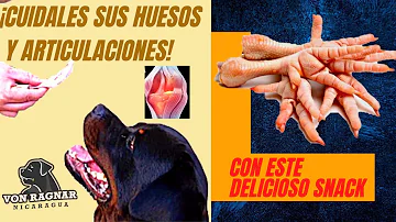 ¿Cuántas patas de pollo puedo dar a mi perro al día?