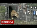 Lions rescued from circus released into nature sanctuary  bbc news