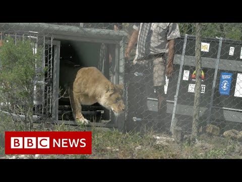 Video: Pet Scoop: 33 de Circus Lions, care se deplasează la Sanctuar, Poliția K9 găsește un om în vârstă dispărut