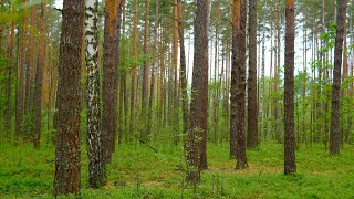 Walk in the spring forest. Sounds of nature, chirping birds, nightingale, cuckoo, for relaxation.