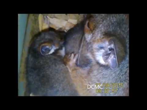 Ringtail Possums in nestboxes