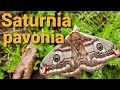 Saturnia pavonia - павлиноглазка малая. Очень красивая бабочка.